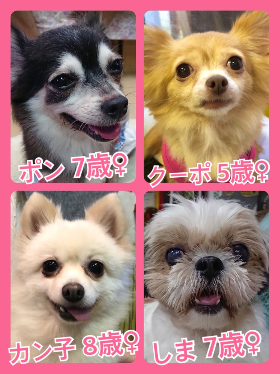 🐾今日の里親様募集中ワンコ🐶メンバーです🐾2019,9,16